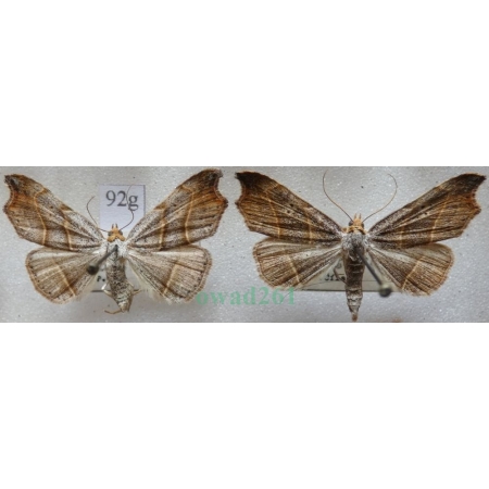 Laspeyria flexula (Denis & Schiffermüller, 1775) pair Lasperia zatokobrzeżka Czech92g